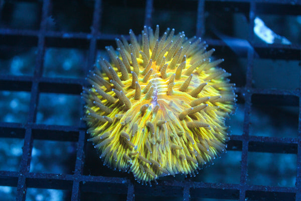 wholesale_coral - saltwater_fish saltwater_coral - rare corals - coralsdepot - Corals_Depot - live_corals - eye - catching - coral quality_marine_fish - quality - marine discoun