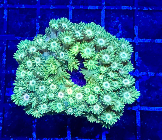 #wholesale_coral# - #saltwater_fish# #saltwater_coral# - #rare corals# - #coralsdepot# - #Corals_Depot# - #live_corals# - #eye - catching - coral# #quality_marine_fish# - #quality - marine# #discoun