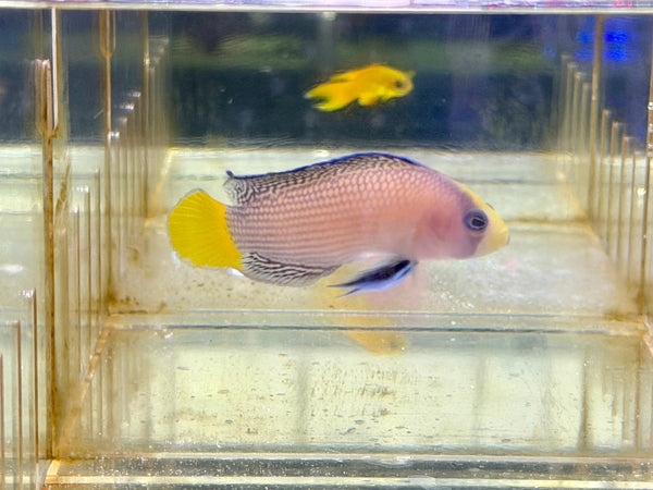 wholesale_coral - saltwater_fish saltwater_coral - rare corals - coralsdepot - Corals_Depot - live_corals - eye - catching - coral quality_marine_fish - quality - marine discoun