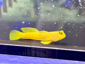 wholesale_coral - saltwater_fish saltwater_coral - rare corals - coralsdepot - Corals_Depot - live_corals - eye - catching - coral quality_marine_fish - quality - marine discoun