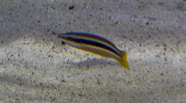wholesale_coral - saltwater_fish saltwater_coral - rare corals - coralsdepot - Corals_Depot - live_corals - eye - catching - coral quality_marine_fish - quality - marine discoun