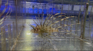 wholesale_coral - saltwater_fish saltwater_coral - rare corals - coralsdepot - Corals_Depot - live_corals - eye - catching - coral quality_marine_fish - quality - marine discoun