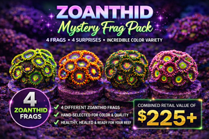 wholesale_coral - saltwater_fish saltwater_coral - rare corals - coralsdepot - Corals_Depot - live_corals - eye - catching - coral quality_marine_fish - quality - marine discoun