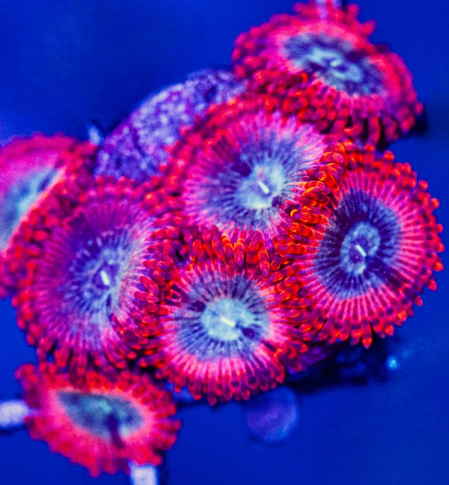 Zoanthid Coral Care Guide for Beginners